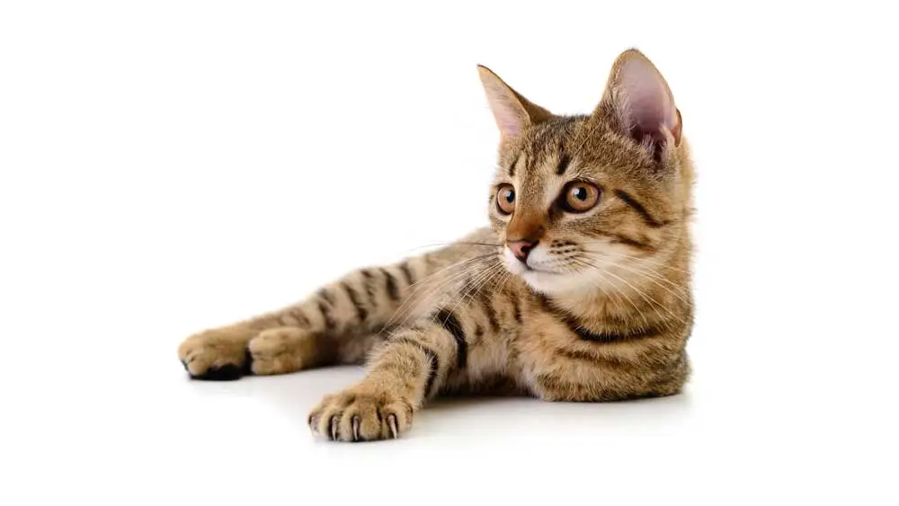 veterinarian for cats