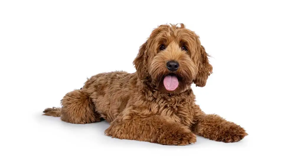 veterinarian for dogs